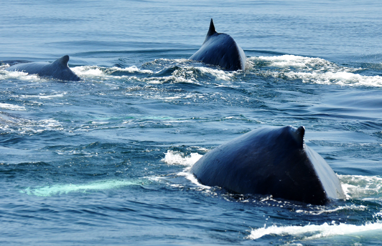 Triangles Of The Sea