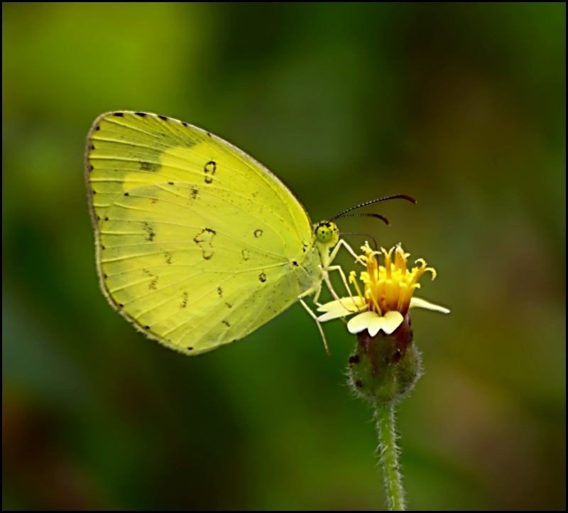 Triangular Wings