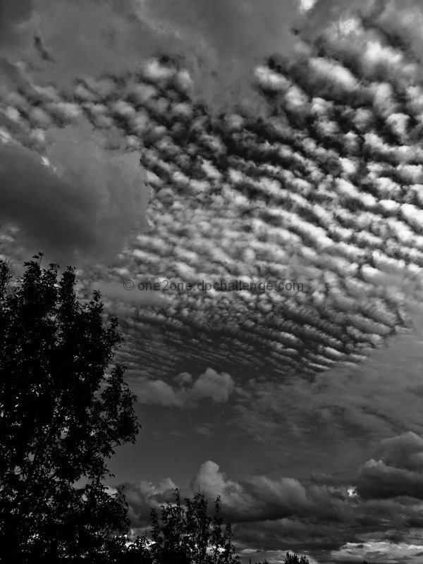 Puffballs