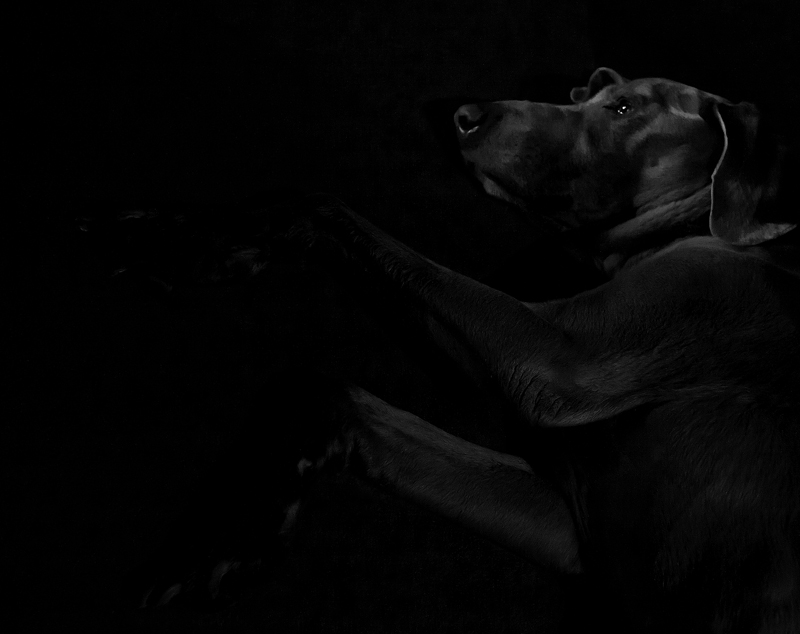 Sleepy Dog