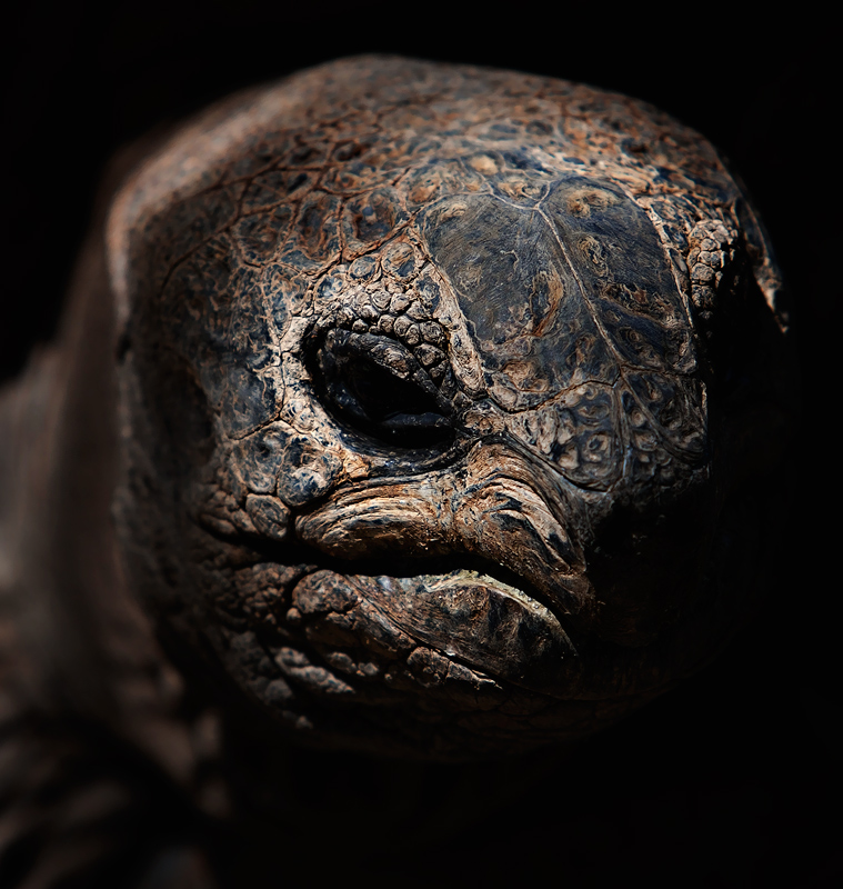This wise old tortoise