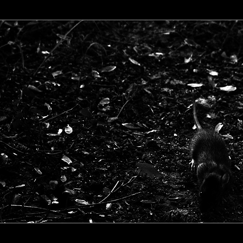 Vermin Lurk in the Shadows