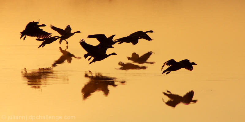 Landing  at first light