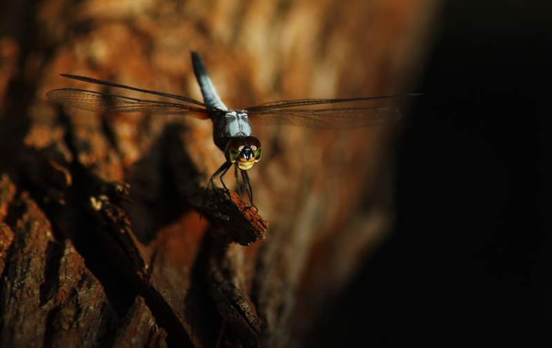 Dragonfly_Underexposed