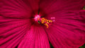 Pretty in Pink