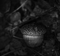 seed