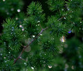 Sun shinning through raindrops after the rain on a Ming Sprengerii