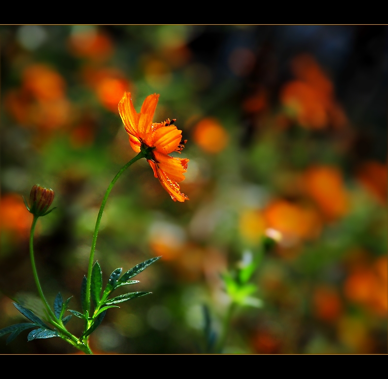 "Where flowers bloom so does hope." - Lady Bird Johnson