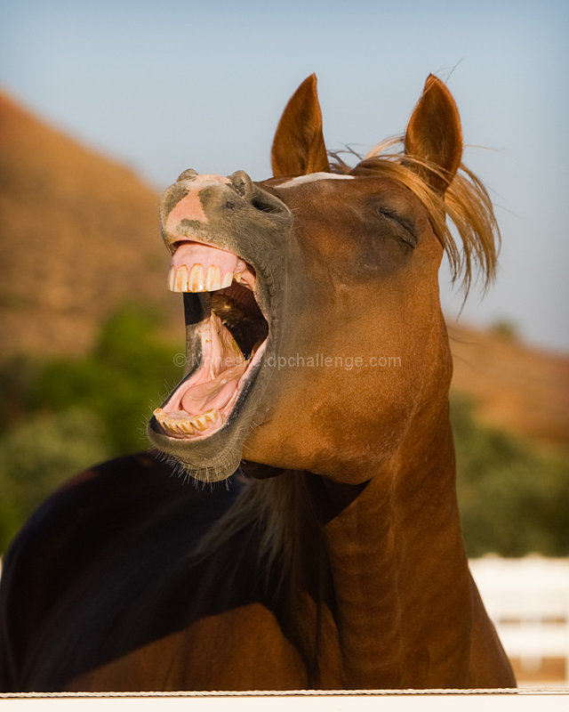 Open WIDE! 