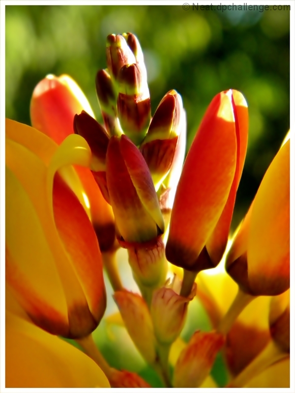 After the rain - the Freesias are blooming