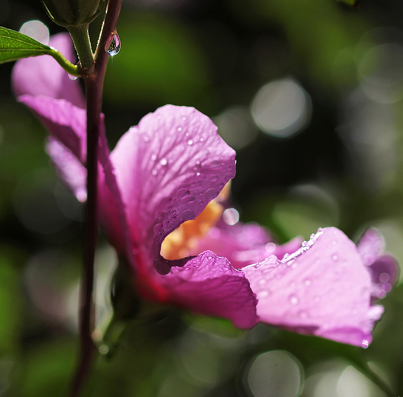 Rain-soaked, Sun-kissed