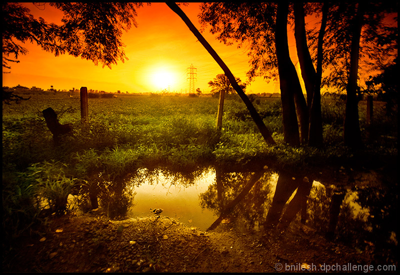 The Golden Light