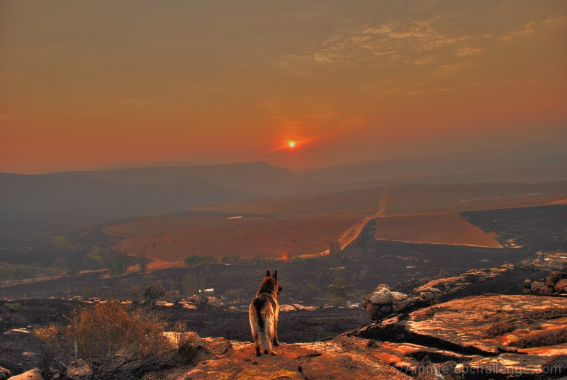 After the Fire, a new Day