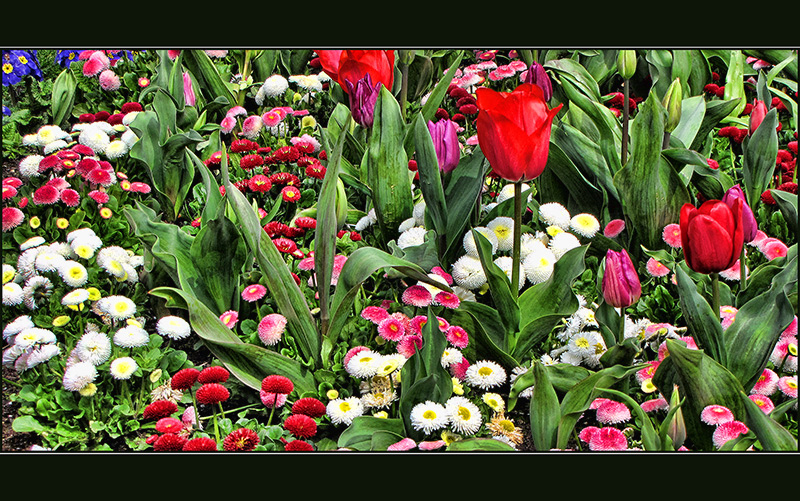 Sunshine After The Rain Brings Forth Flowers,
