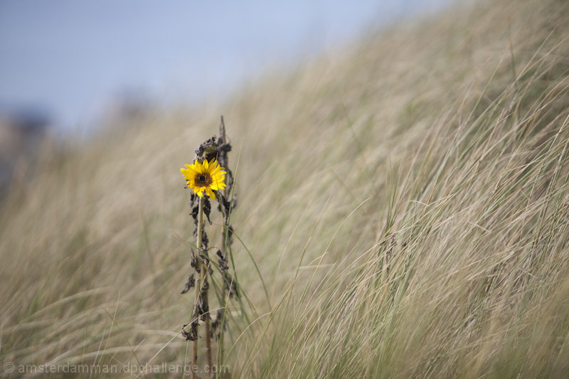 Sun flower dune it right