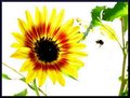 Wingless Bee