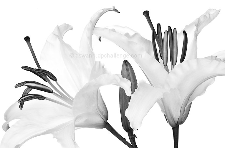 Lilies