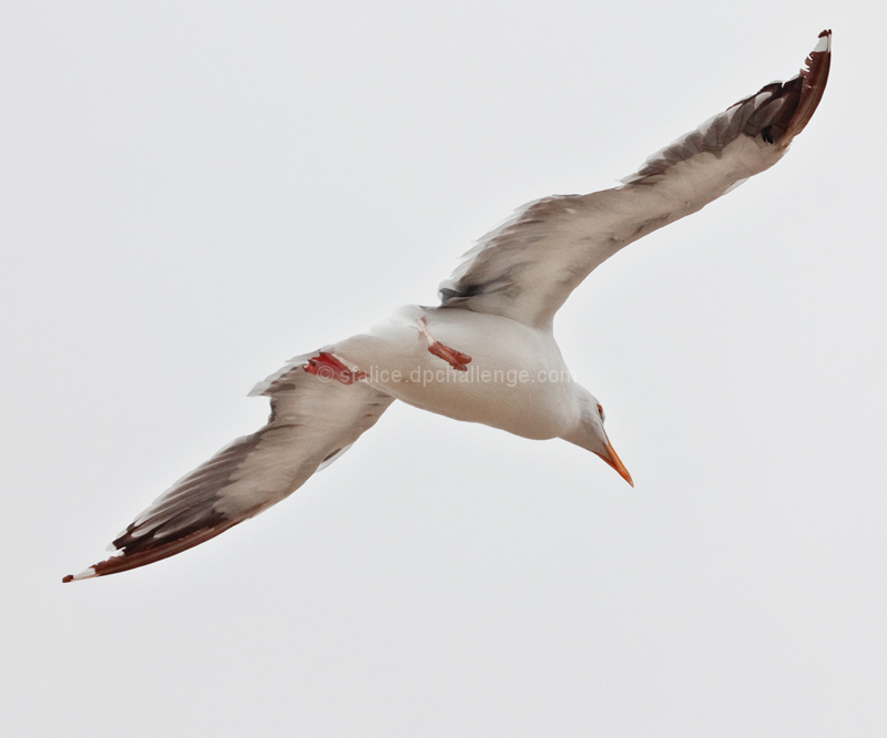 flying in the fog