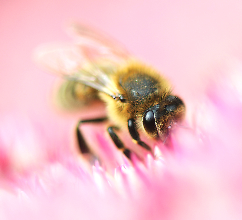 Pink Peeking