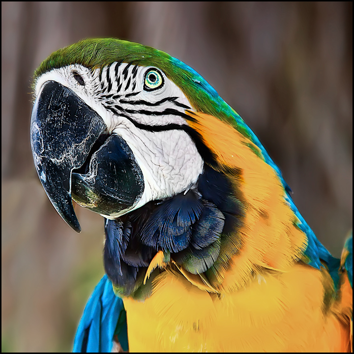 "Poor devil had his tongue cut out, so he trained the parrot to talk for him"