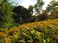 autumn leaves by the dreamy castle tower