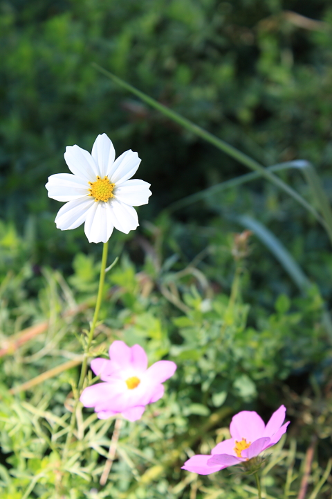 flowers in Garden