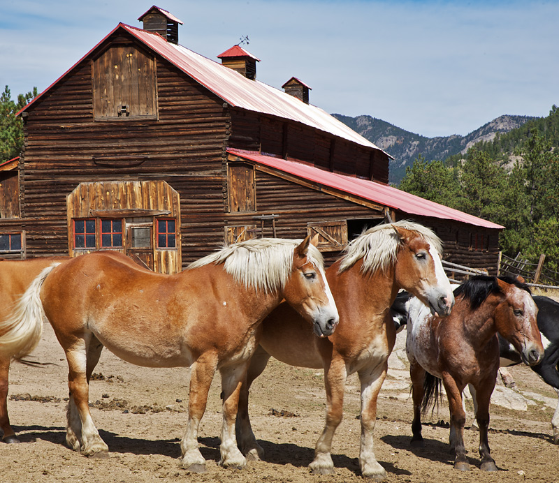 Work Horses at High Meadow Ranch