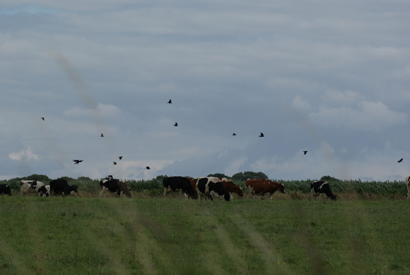 Campagne; the Belgian countryside