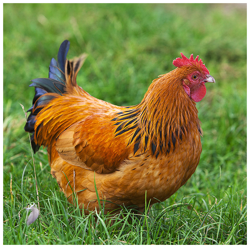 Little Red Rooster
