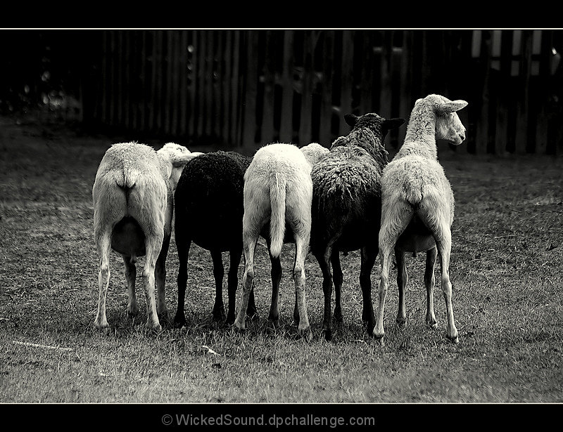 A Herders Dream