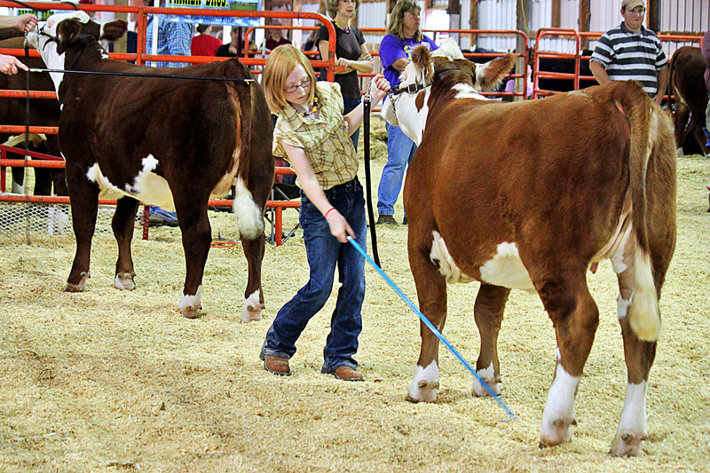 At the County Fair