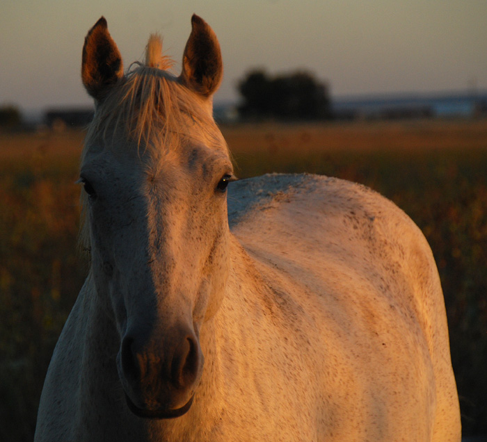 Traveler at Sunset