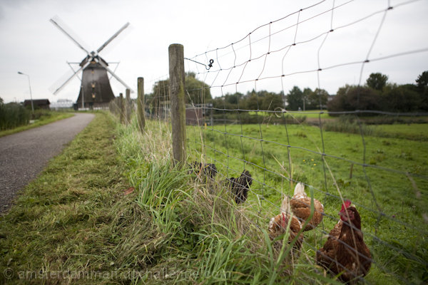 Lovin' Windmill Livin'