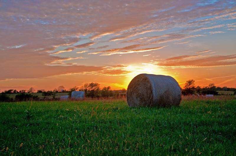 Hey Howdy Hay