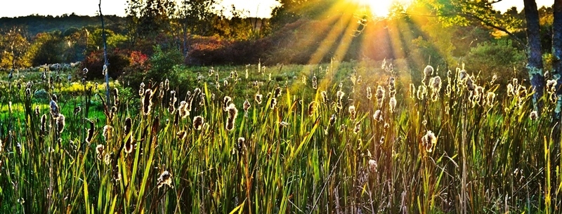 Cat Tails