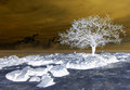 White Christmas