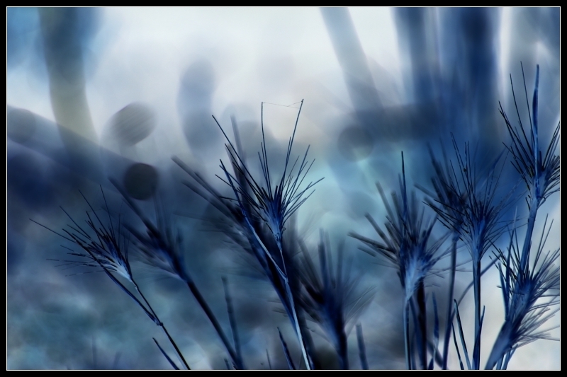 Cobalt Shadows