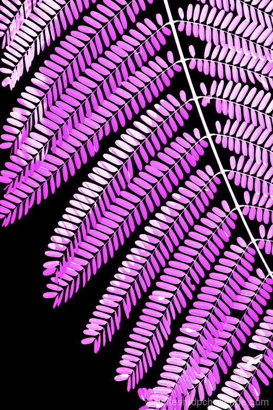 Crystal Leaves