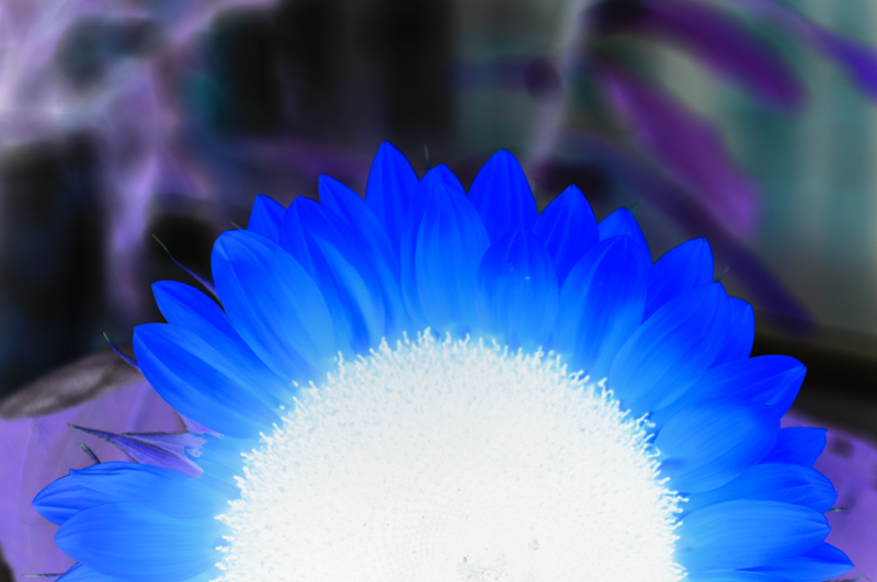 inverted sun. flower 