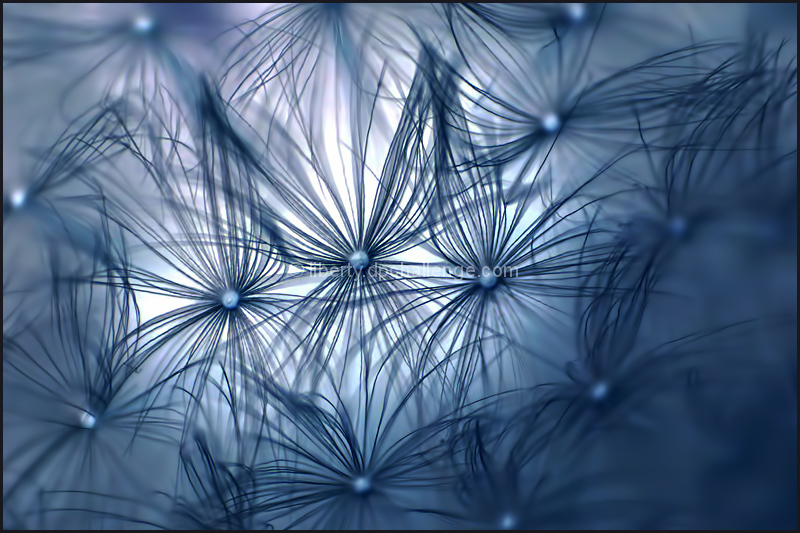 dandelion parachutes