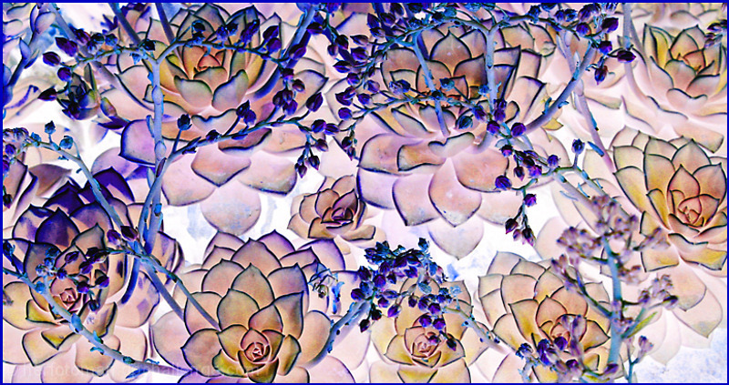 Echeveria elegans collage