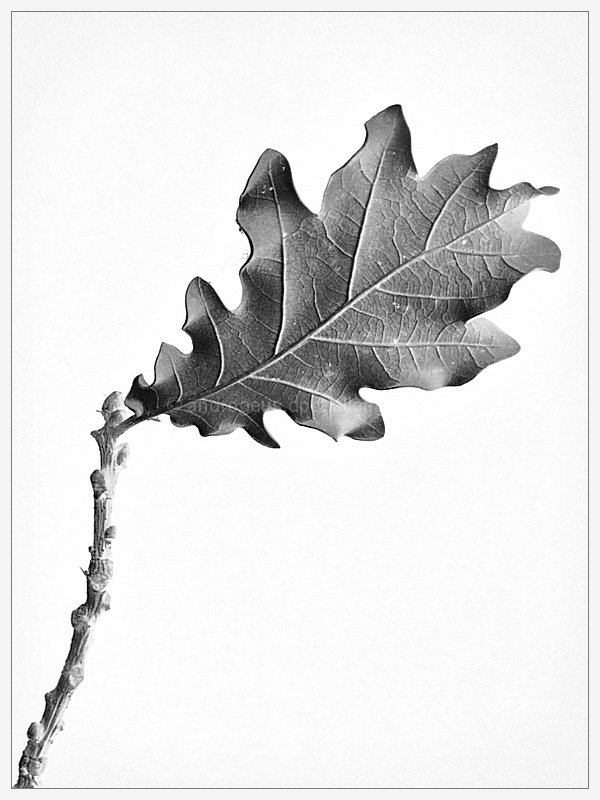 Oak leaf study