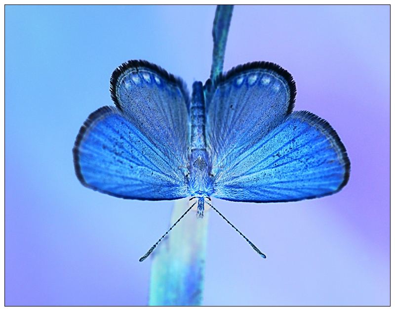 Butterflies are Blue