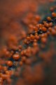 Nectria Fungi Patch