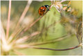 Two Dill Flavored Aphids