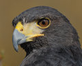 Harris Hawk extreme closeup