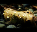 Fall Gems