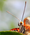 Another butterfly portrait