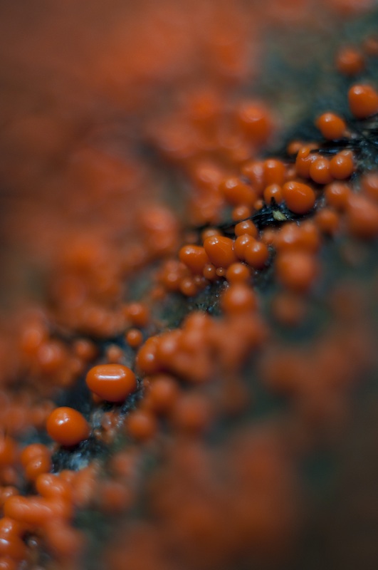 Nectria Fungi Patch