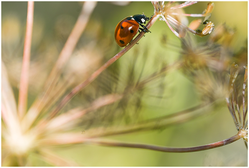 Two Dill Flavored Aphids